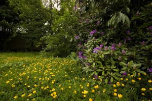 A Buttercup Heaven, its hard to believe that beneath this carpet of Buttercups lie, 2861 people, June 2008