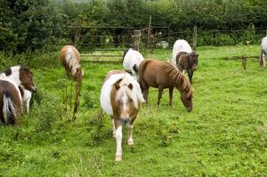 Ponies Near Isolation Hospital